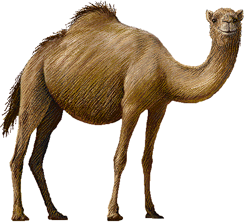 Camel Clip Art PG 2_freeclipartstore