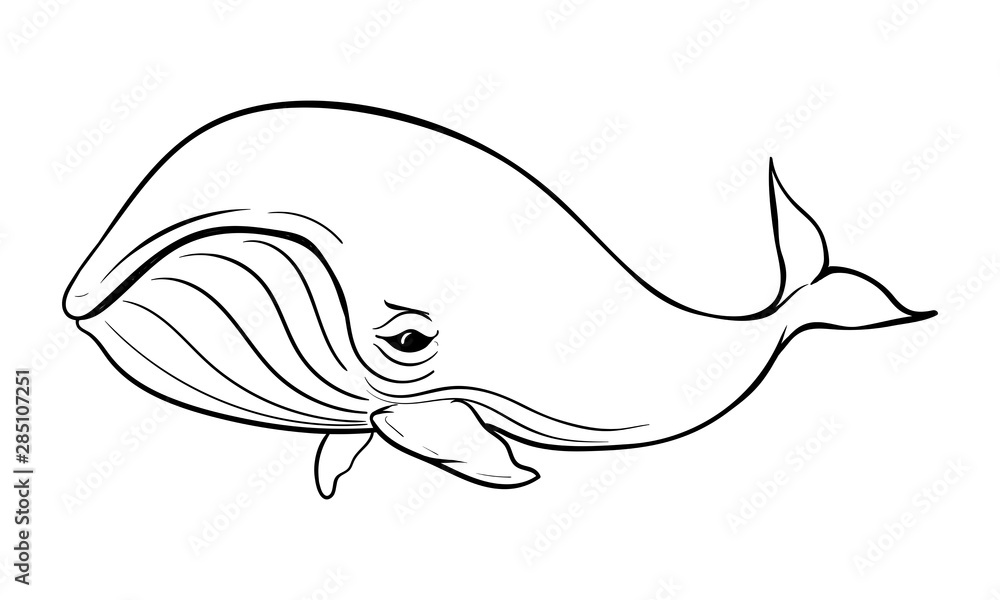 Humpback Whale Clip Art Library