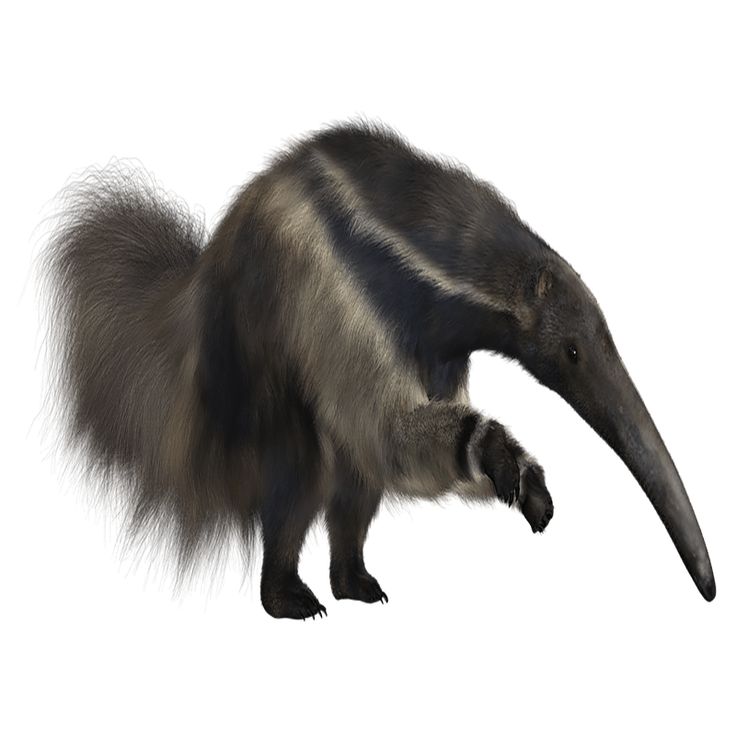 120 Giant Anteater Illustrations Royalty Free Vector Graphics Clip