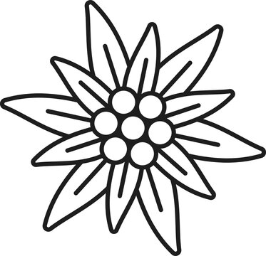 Edelweiss Stock Vector Royalty Free Shutterstock Clip