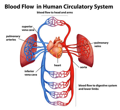 Circulatory System Clip Art Library