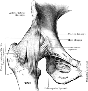 Hip Joints Clip Art Library