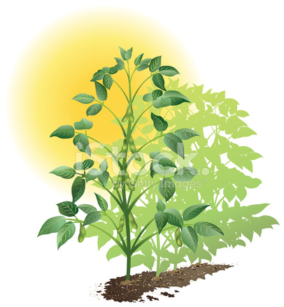 Soybean Plant Cut Out Stock Images Pictures Alamy Clip Art Library