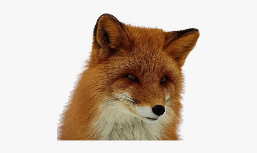 Red Fox Clip Art Library