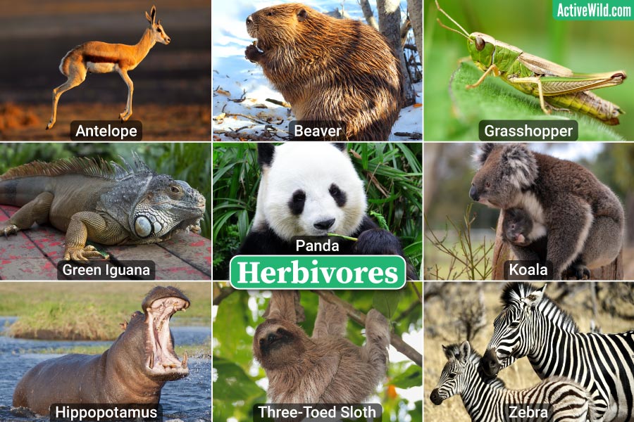 Herbivores PNG Vector PSD And Clipart With Transparent Clip Art