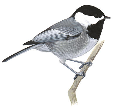 Black Capped Chickadee Clipart Clip Art Library