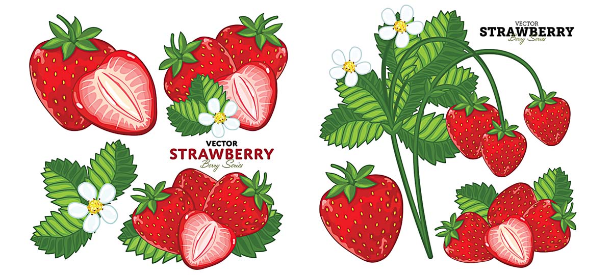 Vector Strawberry Leaf Clipart Hand Drawn Plant Illustration For