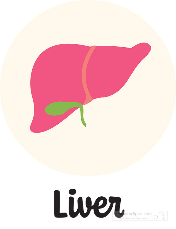 Liver Clipart Hd Png Red Frontal Liver Clip Art Liver Clipart Clip