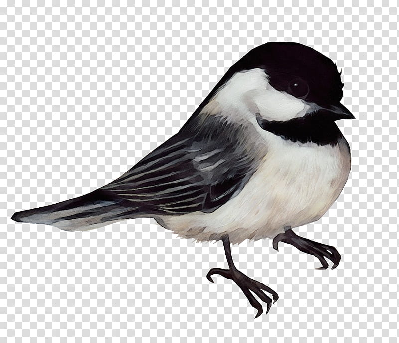 Chickadee Stock Illustrations Chickadee Stock Illustrations