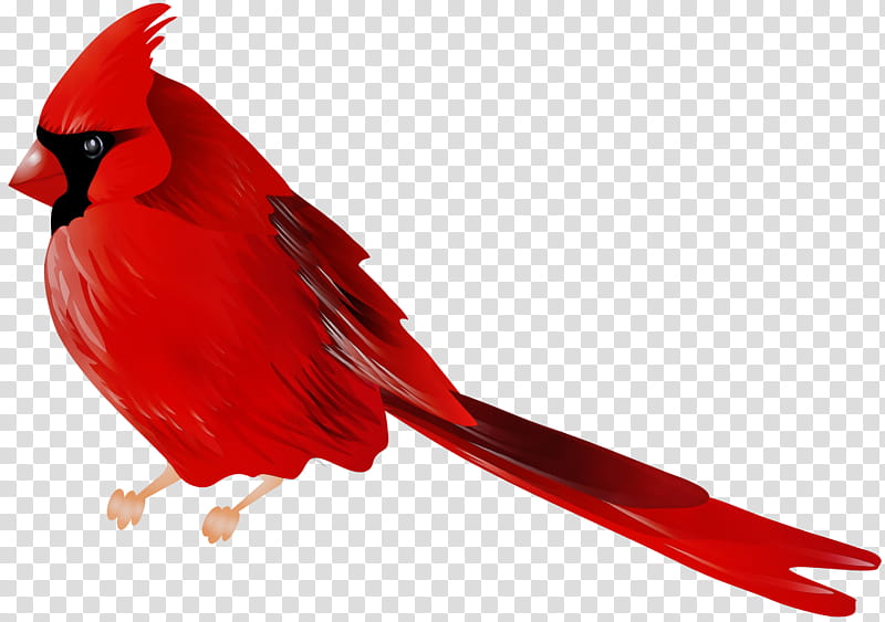 Winter Cardinal Clipart Images Browse Stock Photos Vectors