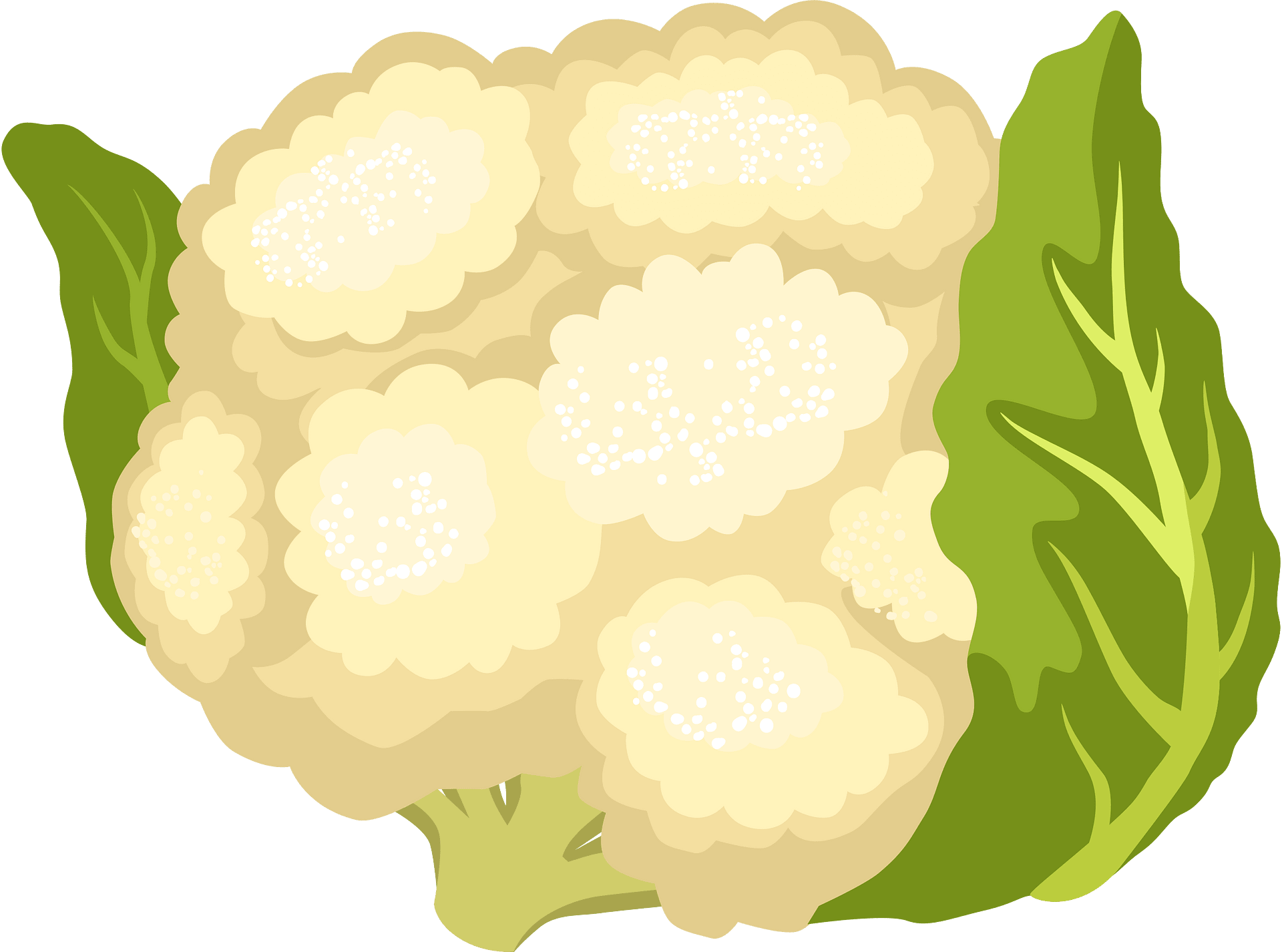 Cauliflower Png Clip Art Hd Wallpaper Pxfuel Clip Art Library