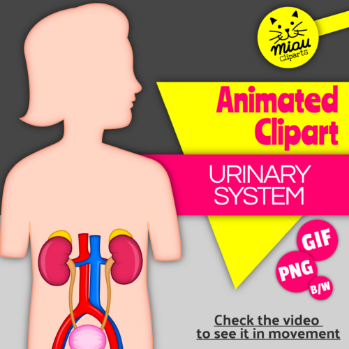 Top Urinary System Stock Vectors Illustrations Clip Art Clip Art