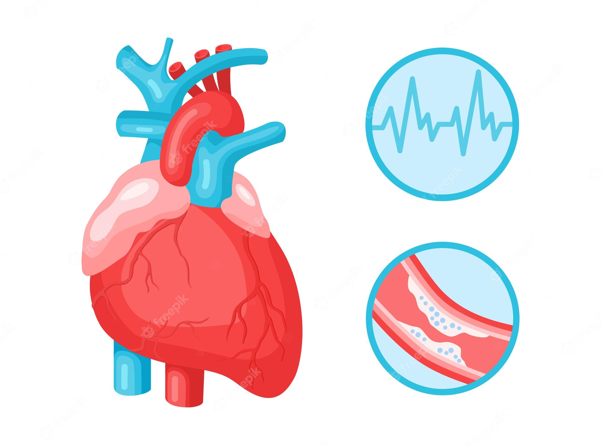 Heart Anatomy Diagram Circulatory System Clip Art PNG 555x786px