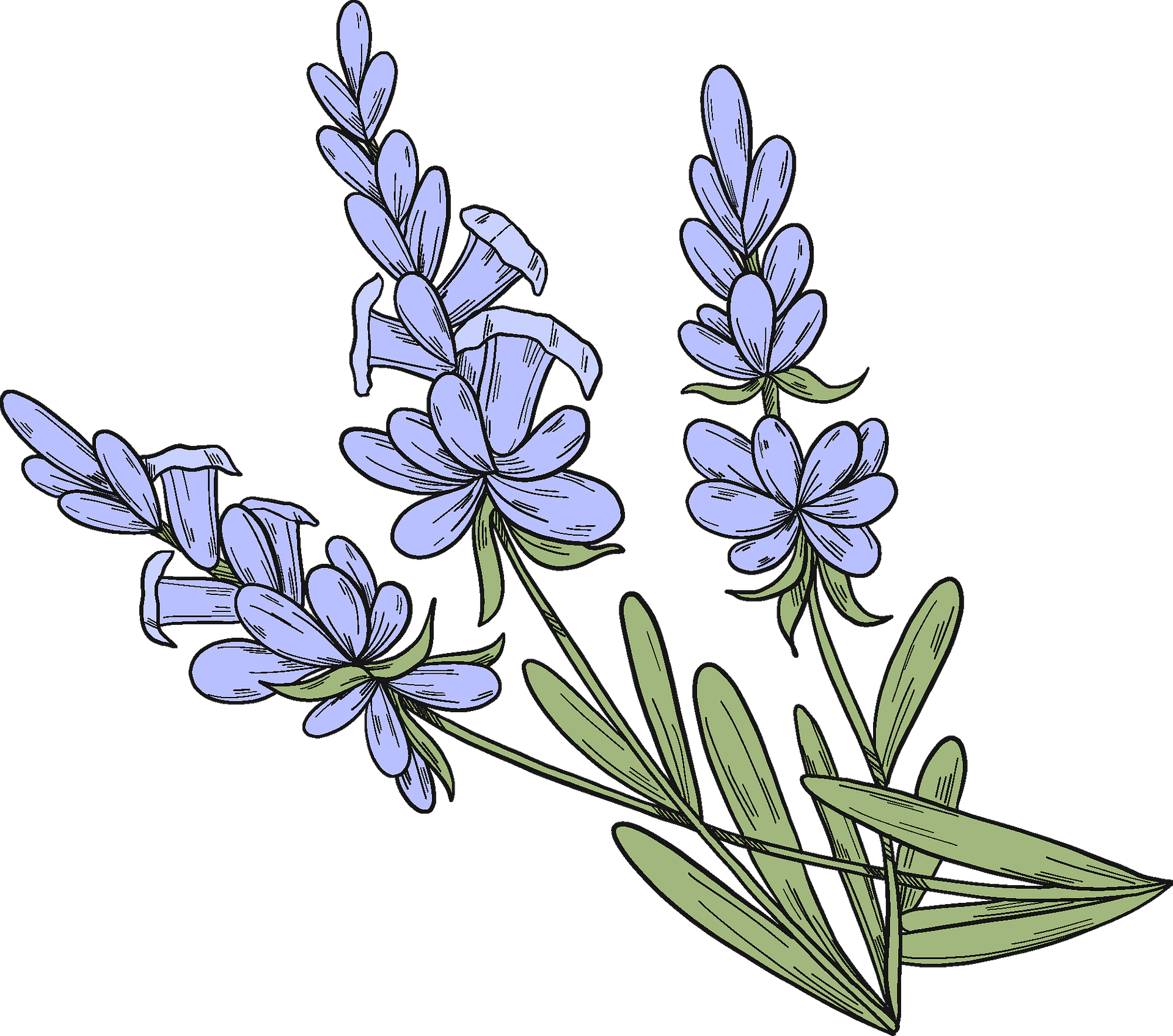 Lavenders Clip Art Library