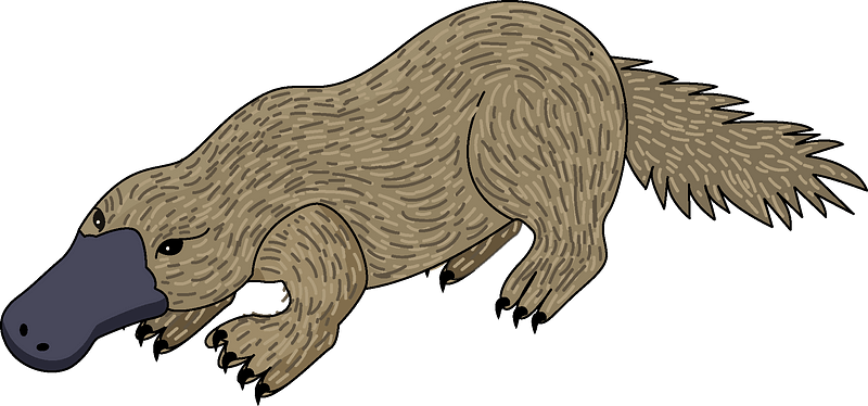 Platypus Face SVG Peeking Platypus Face Clipart Platypus Clipart