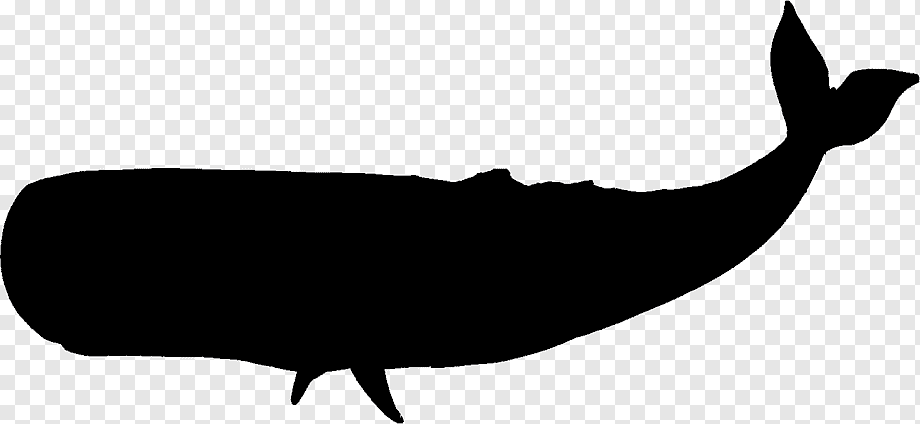 Sperm Whales Clip Art Library