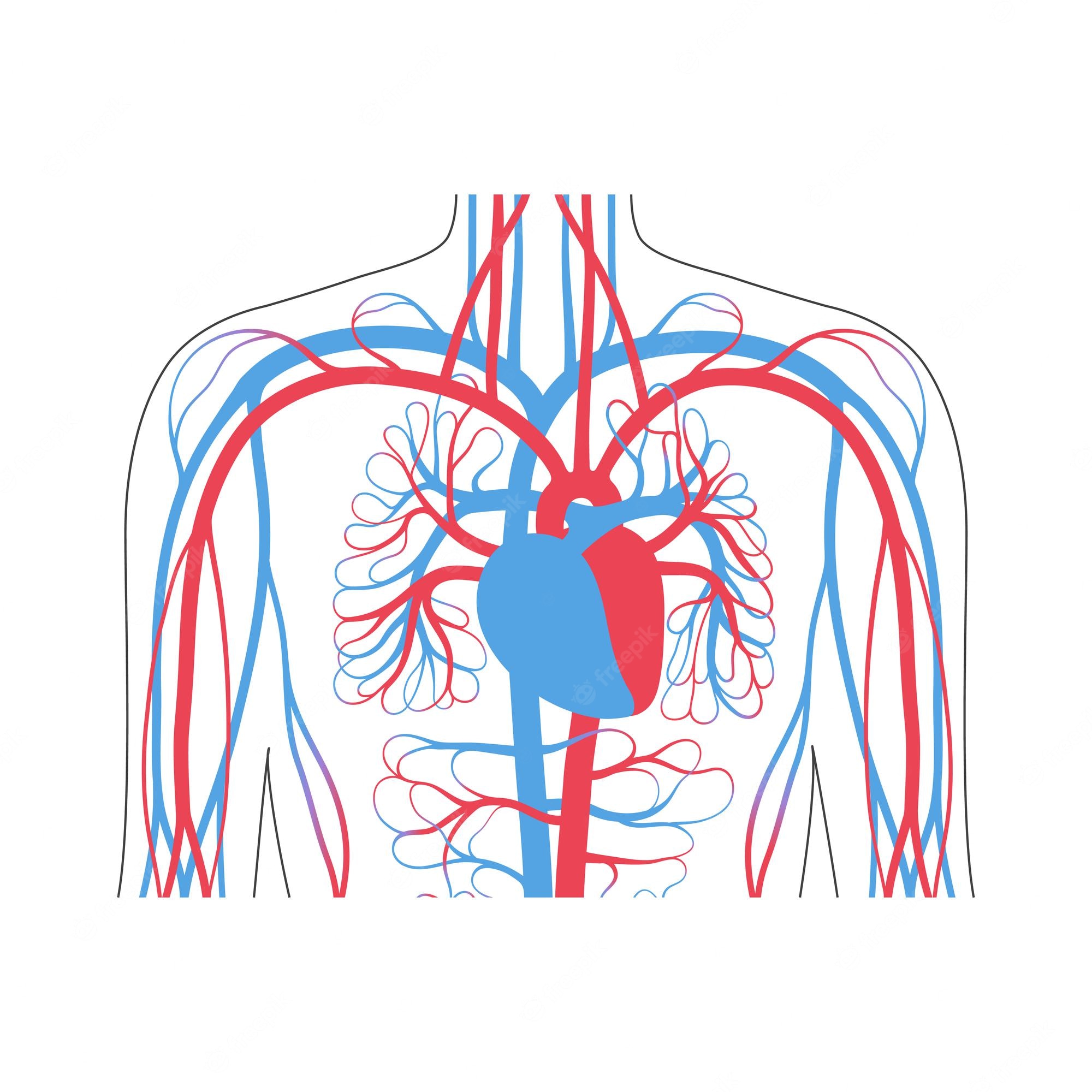 Circulatory Systems Clip Art Library