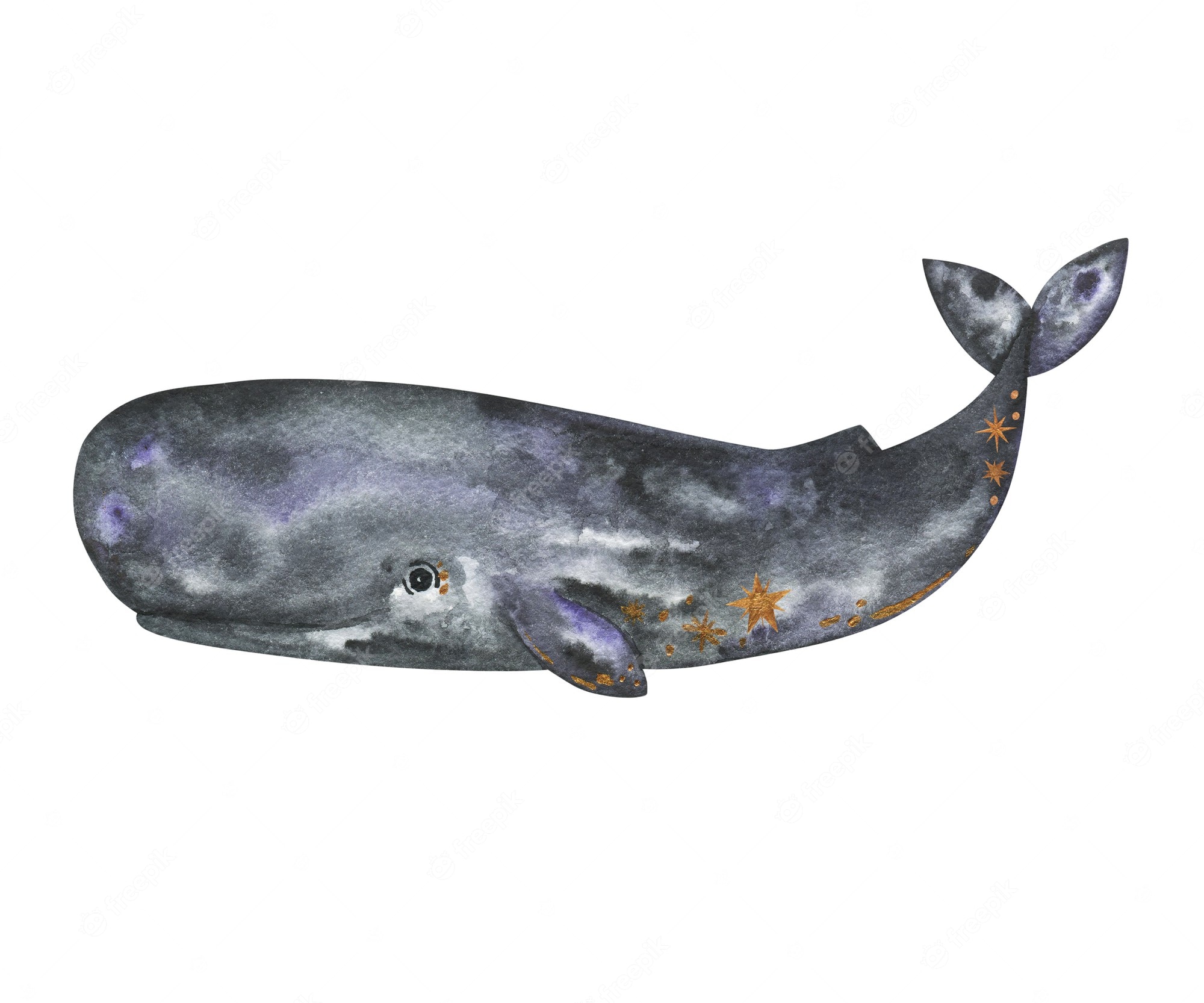 Sperm Whales Clip Art Library