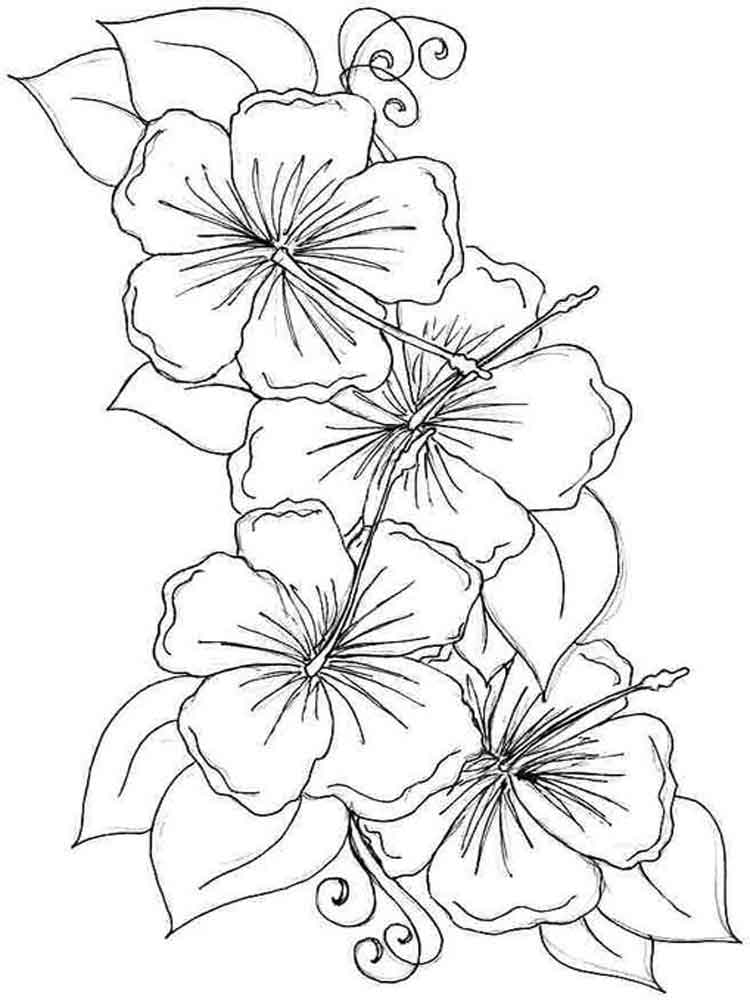 Hibiscus Flower coloring pages Download and print Hibiscus Flower