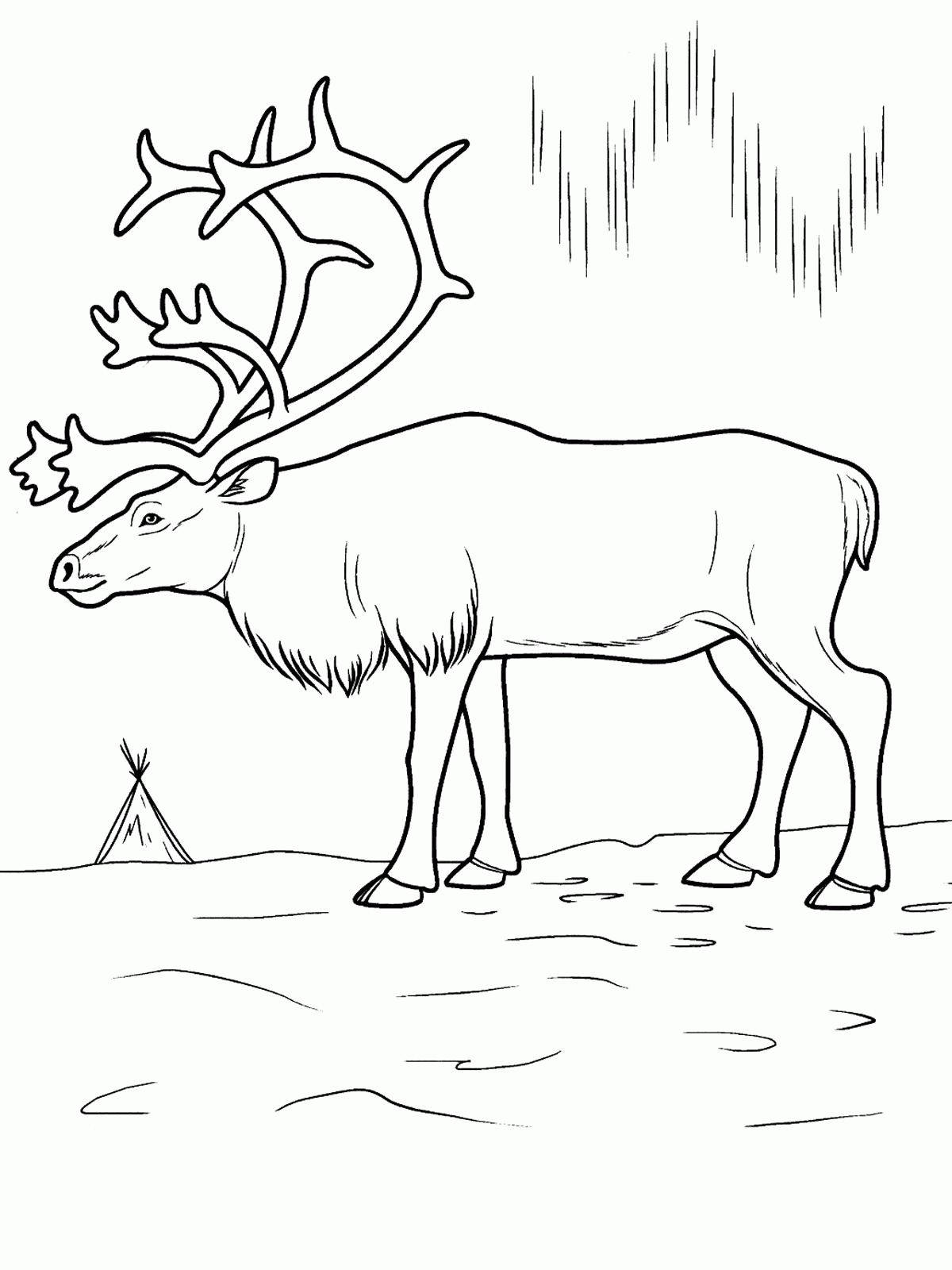 Arctic | Coloring Pages for Kids and for Adults