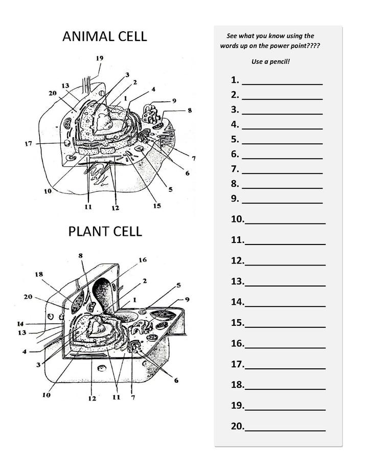 blank plant and animal cell diagram worksheet - Clip Art Library