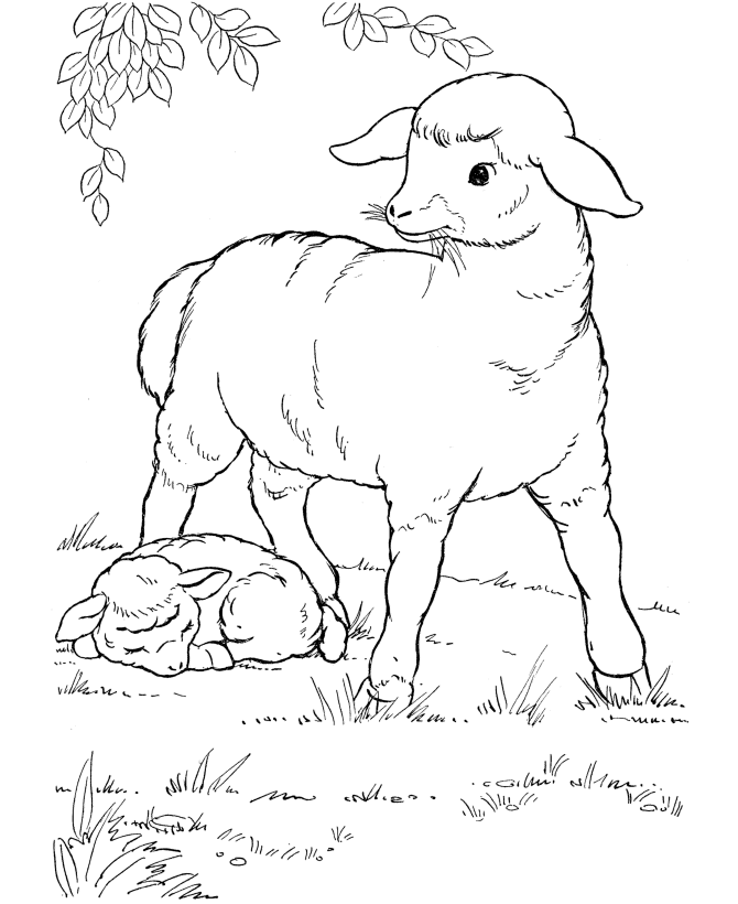 Farm Animal Coloring Pages | Mother Sheep Coloring Page and Kids