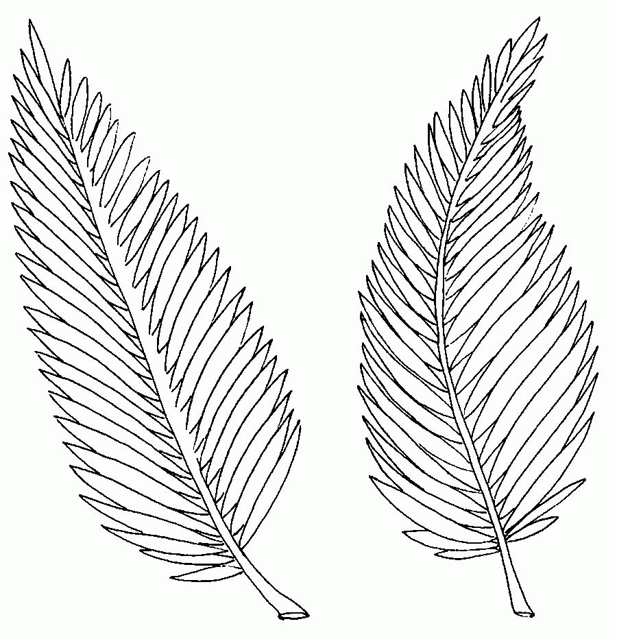 Free Palm Branch Coloring Page Download Free Palm Branch Coloring Page