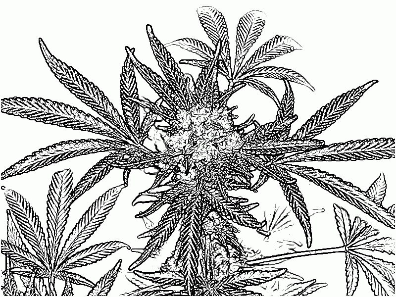 Free Pot Leaf Coloring Page, Download Free Pot Leaf Coloring Page png