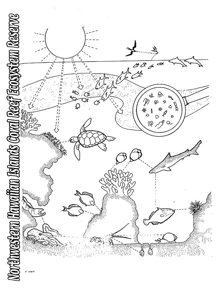 Ecosystem Coloring Page