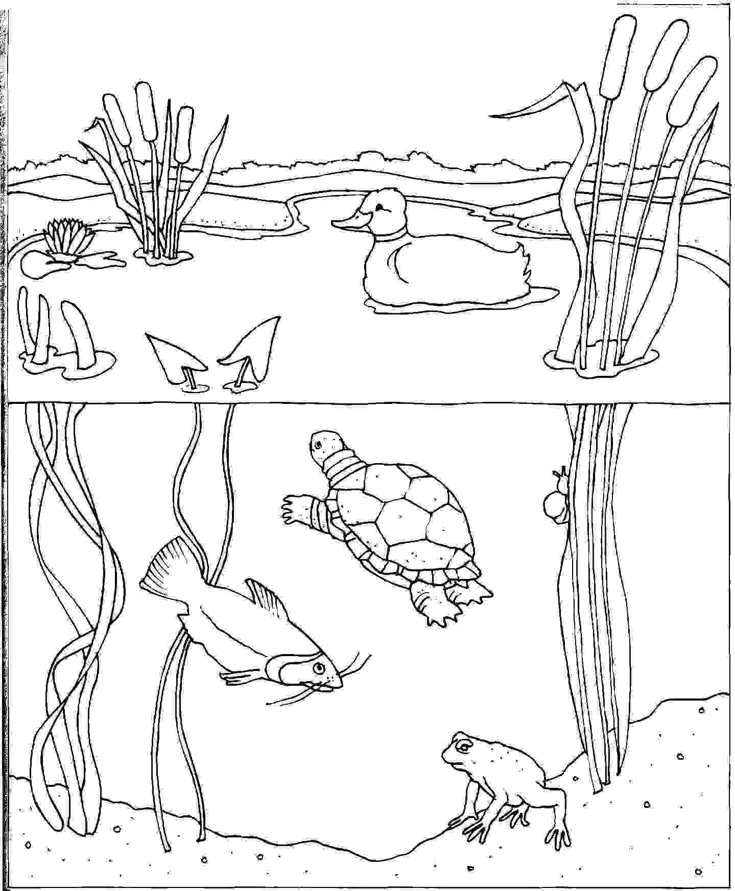 drawing of pond habitat   Clip Art Library