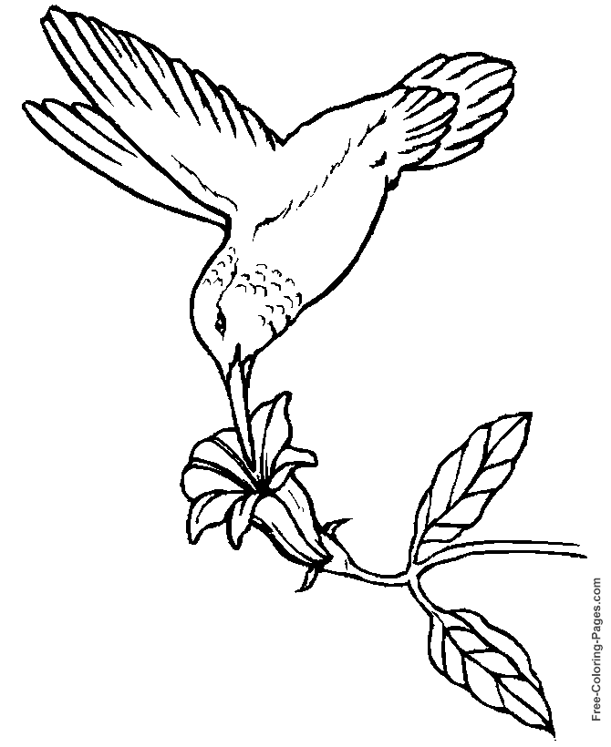 Printable coloring pages of birds - Hummingbird