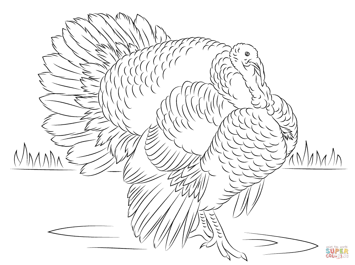 Bourbon Red Turkey Tom coloring page | Free Printable Coloring Pages
