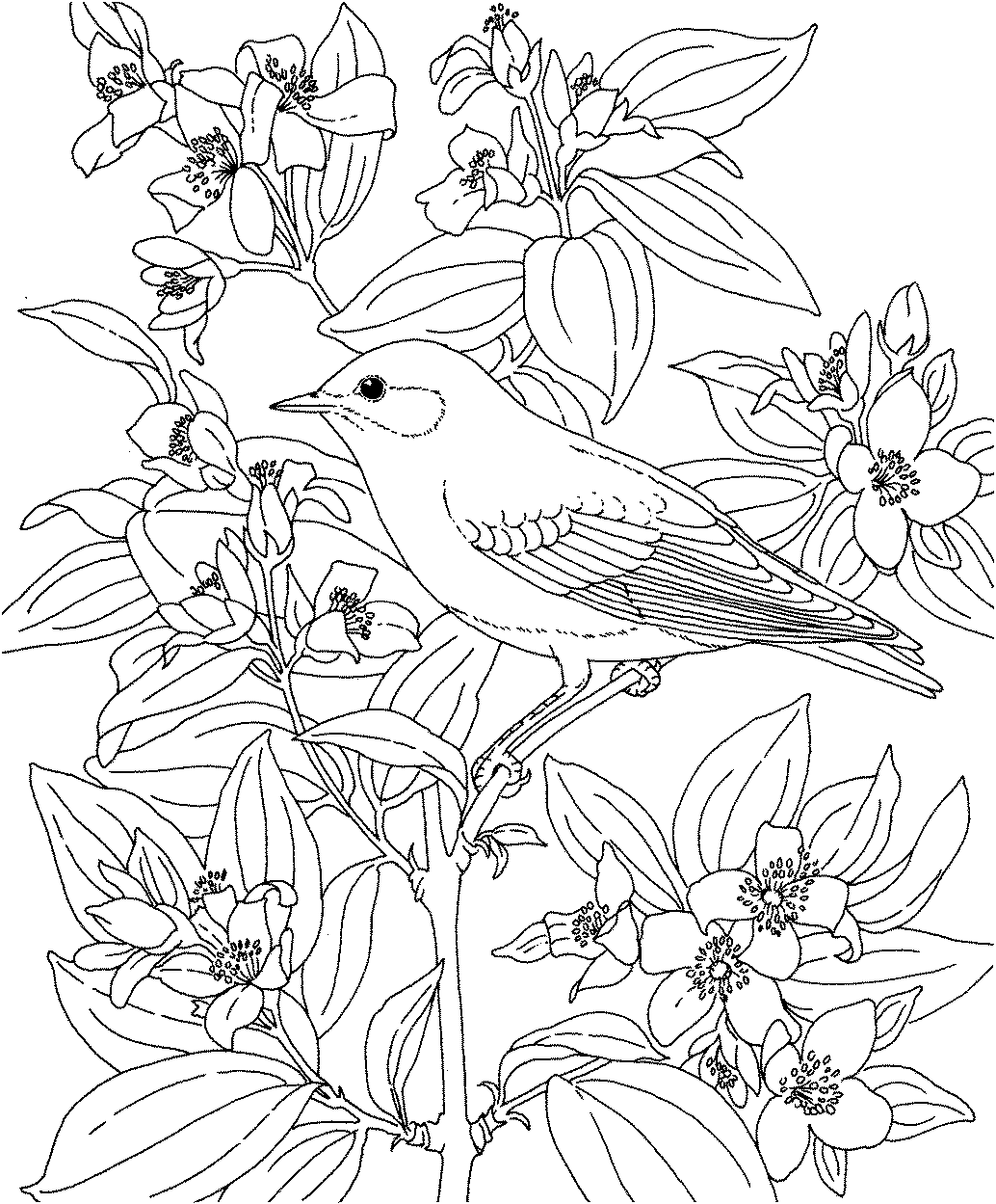 Free Birds And Flowers Coloring Pages Download Free Birds And Flowers Coloring Pages Png Images Free Cliparts On Clipart Library