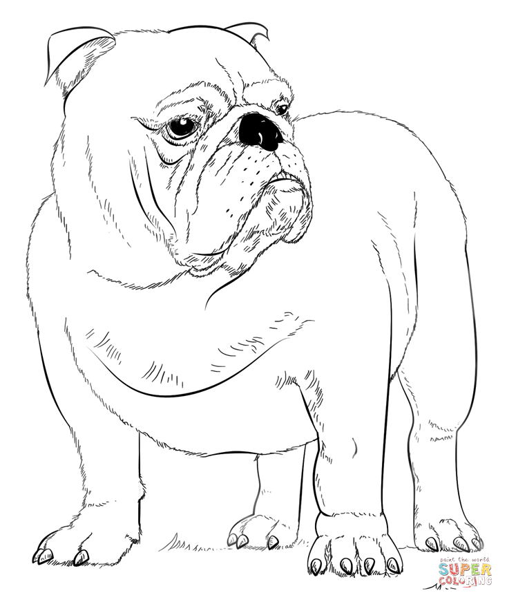English Bulldogs with Puppy coloring page | Free Printable