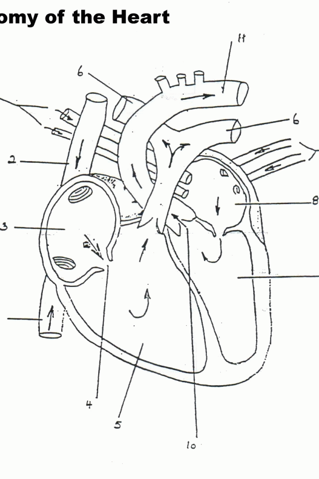 anatomical heart coloring pages Clip Art Library