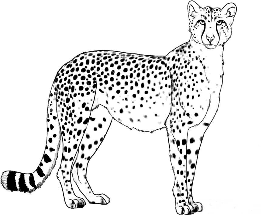 cheetah-pictures-to-print-free-printable-cheetah-images