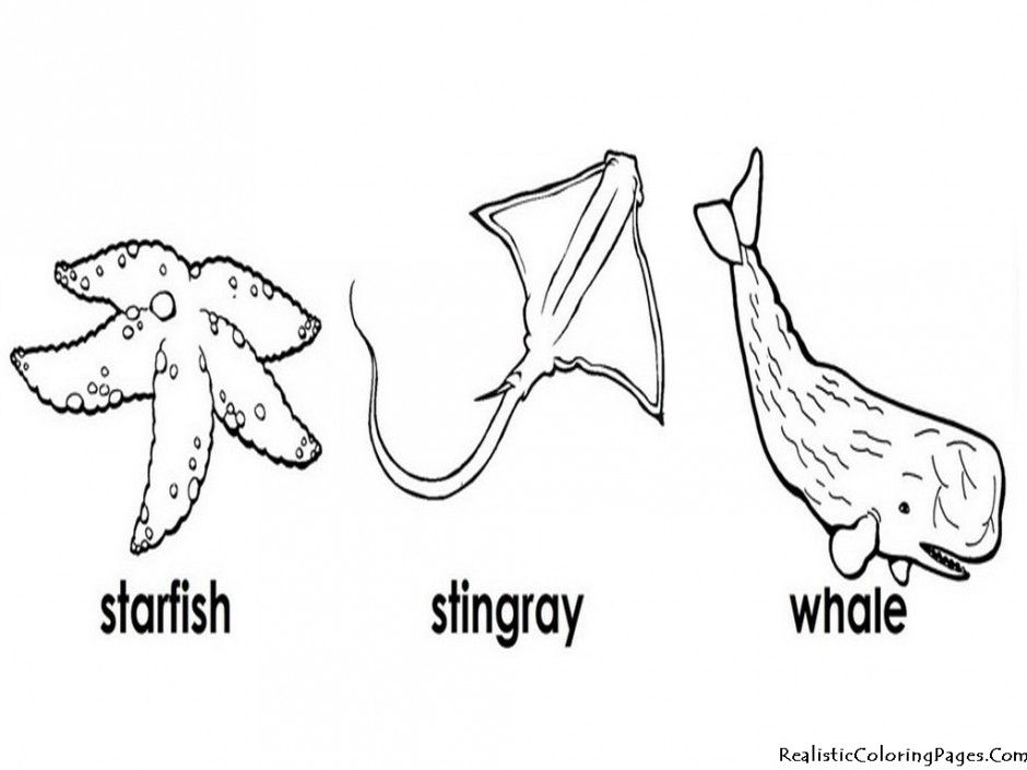 Starfish Stingray And Whale The Animals Ocean Playering
