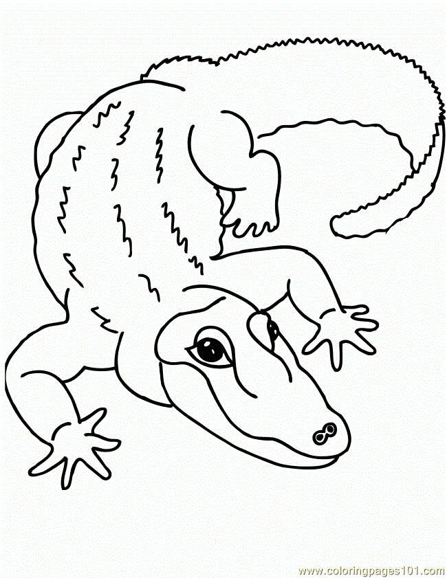 Coloring Pages Zoophonics Alligator Animals  Others