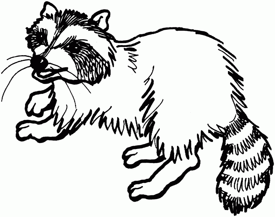Free Raccoon Coloring Page Racoon Coloring Page