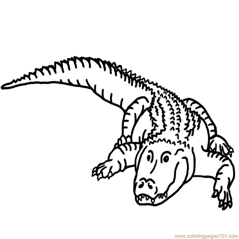 Coloring Pages Alligator Bw (Amphibians  Alligators )| free printable