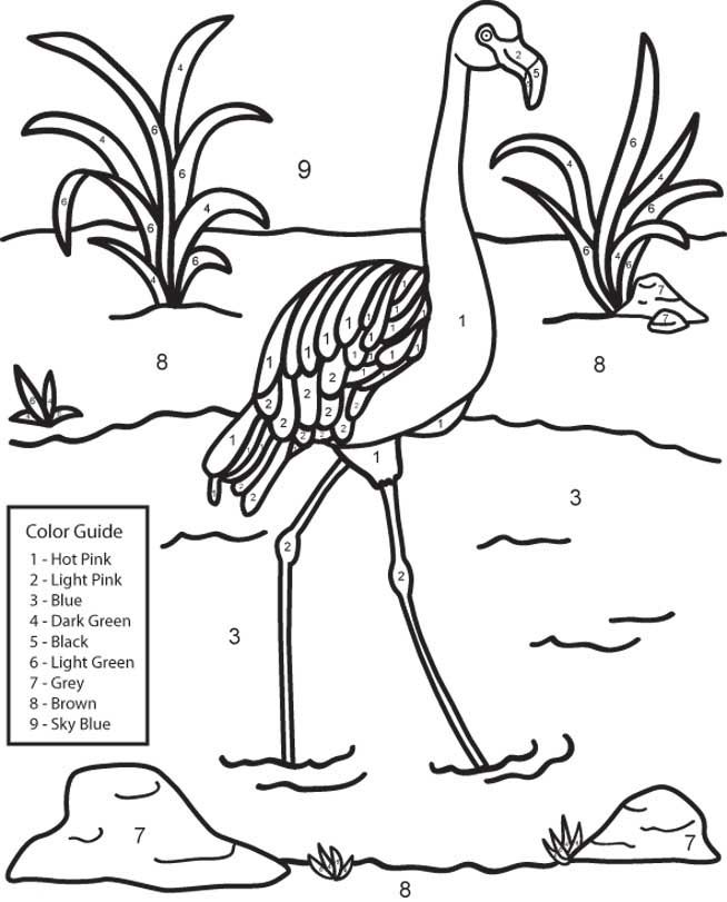 flamingo coloring by number - games the sun | games site flash