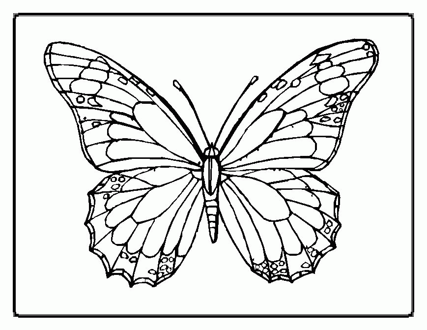 Butterfly Template For Coloringsportsnet Printable Butterfly