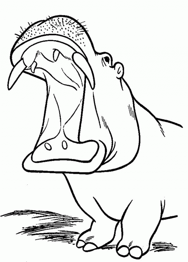 Printable Hippo Animals 6th| Coloring Pages for Kids