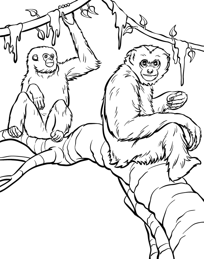 baby orangutan coloring page