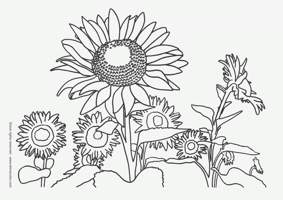 Coloring Book Pages For Adults Coloring Book Activities For Kids