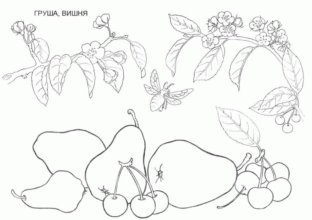 Printable Fruit And Berries Coloring Pages Ideas 