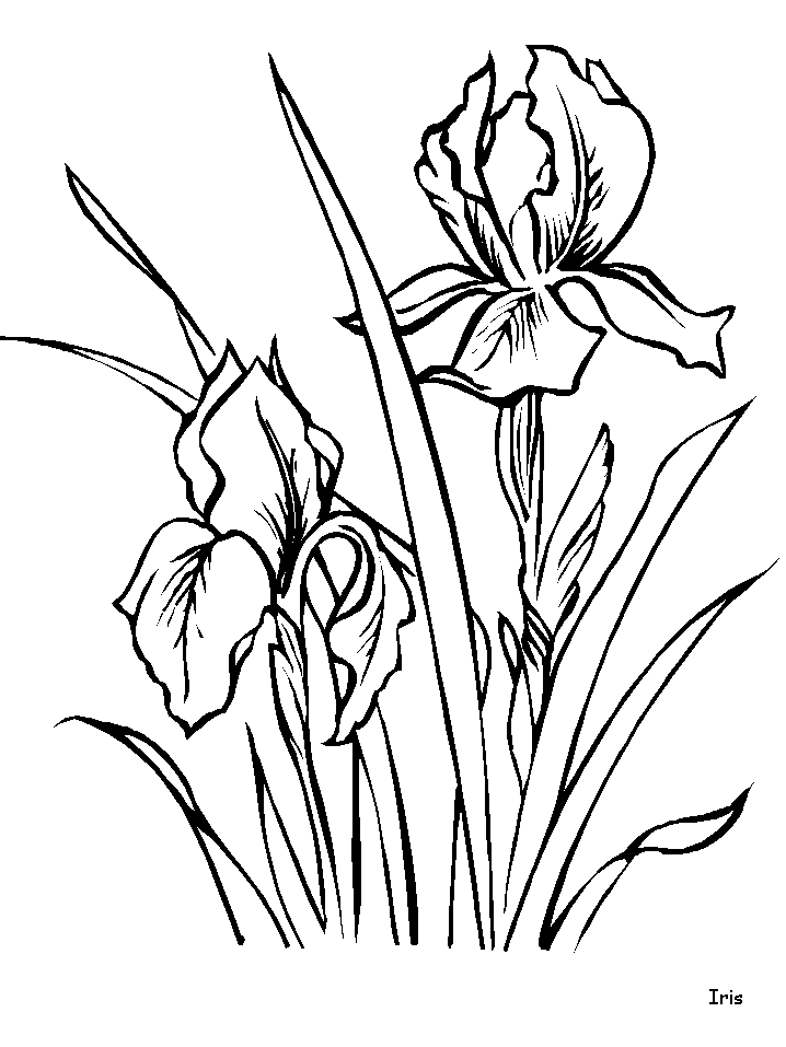 Iris Flowers Coloring Pages  Coloring Book