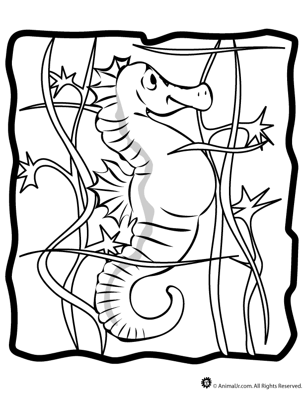 Mister Seahorse Coloring Pages | Alfa Coloring Pages
