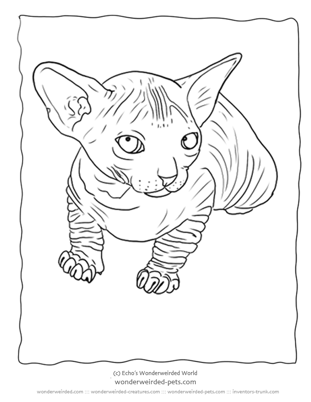 17 Realistic Cat Coloring Pages - Free Printable Coloring Pages