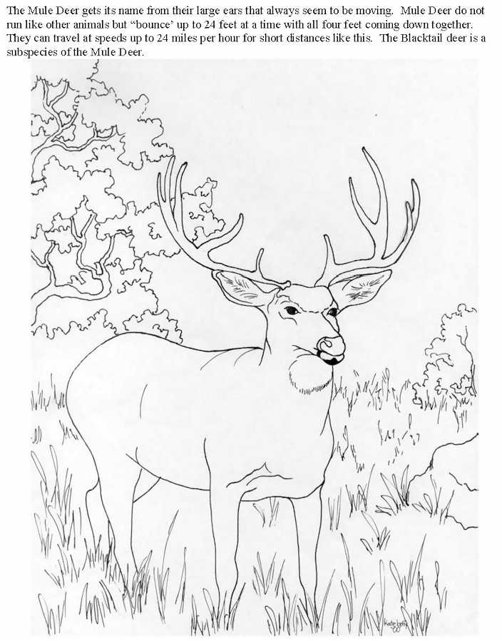 free-hunting-coloring-page-download-free-clip-art-free-clip-art-on